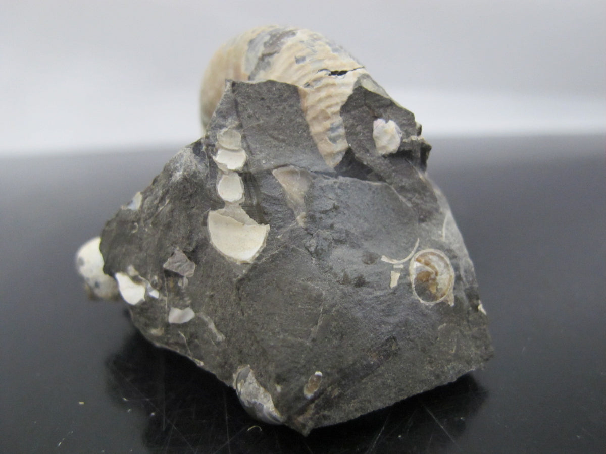 Genuine FOSSIL Shell Ammonite South Dakota Fox Hills Formation SCAPHIT ...